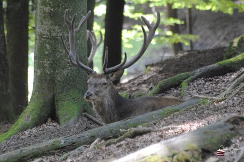 Tierfreigehege Bayerischer Wald