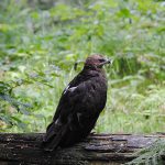 Tierfreigehege Bayerischer Wald