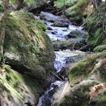 Tierfreigehege Bayerischer Wald